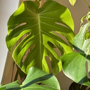 🌿🌵✨🔆MOVING SALE 🌿🌵🌱✨🔆